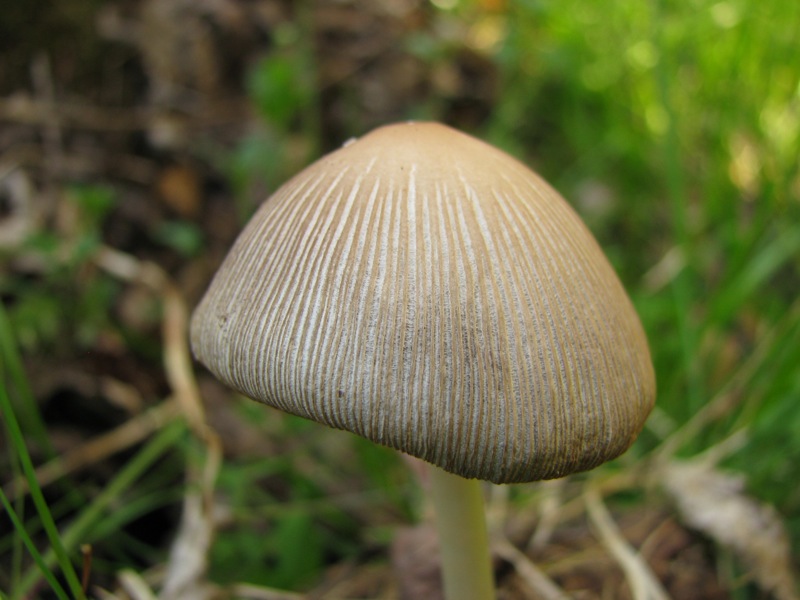 Coprinus radians?