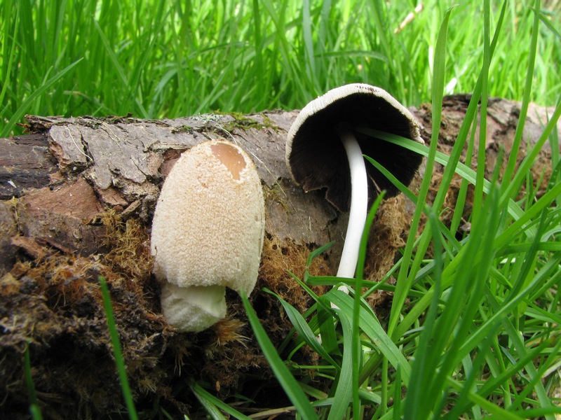 Coprinus radians?