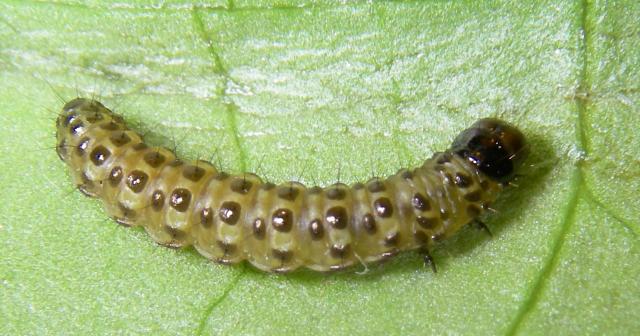 Bruco di Apamea sublustris