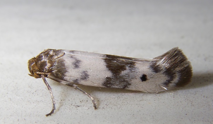 Farfallina da det. - Enolmis cf. agenjoi (Scythrididae)