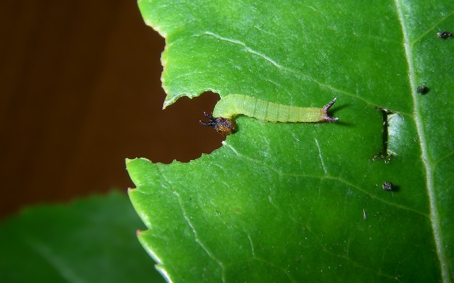 Charaxes jasius