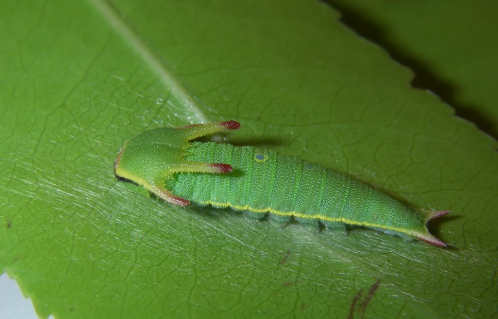 Charaxes jasius