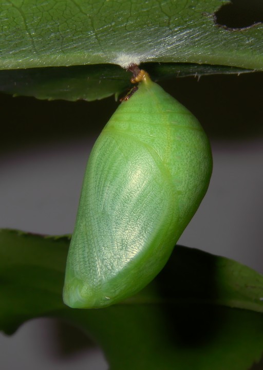 Charaxes jasius