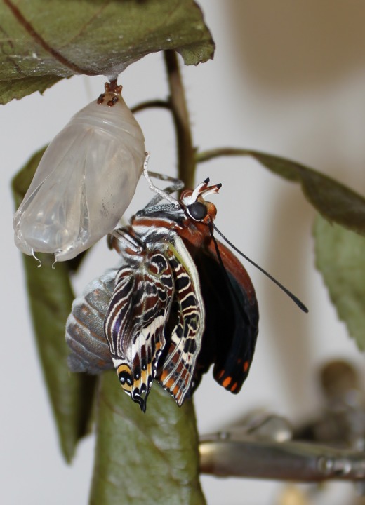 Charaxes jasius