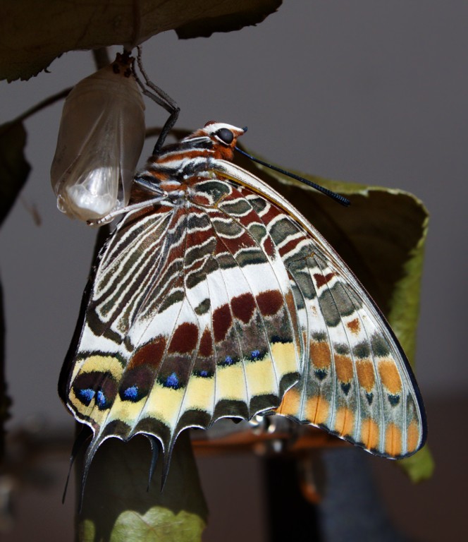 Charaxes jasius