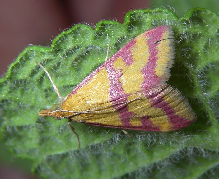  una Lythria cruentaria ? - Pyrausta sanguinalis