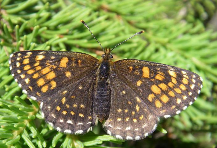 Melitaea diamina