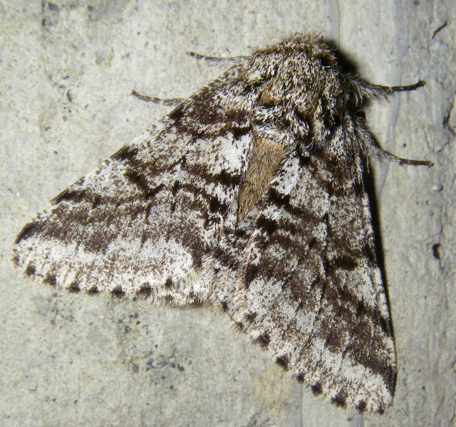 Lycia hirtaria