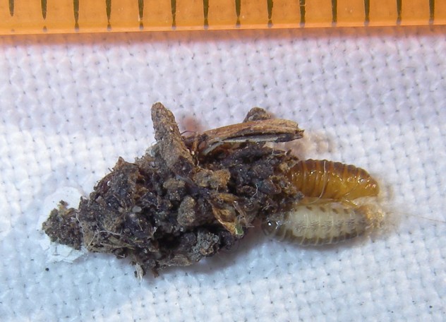 Psychidae