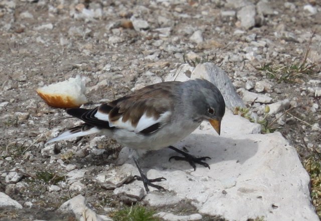 Uccellino alpino da determinare