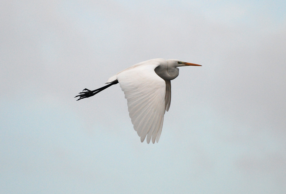 Airone Bianco Maggiore