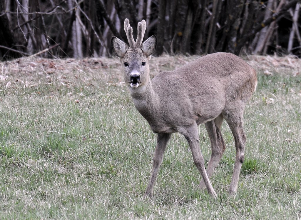 Capriolo in velluto