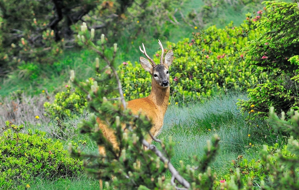 Capriolo