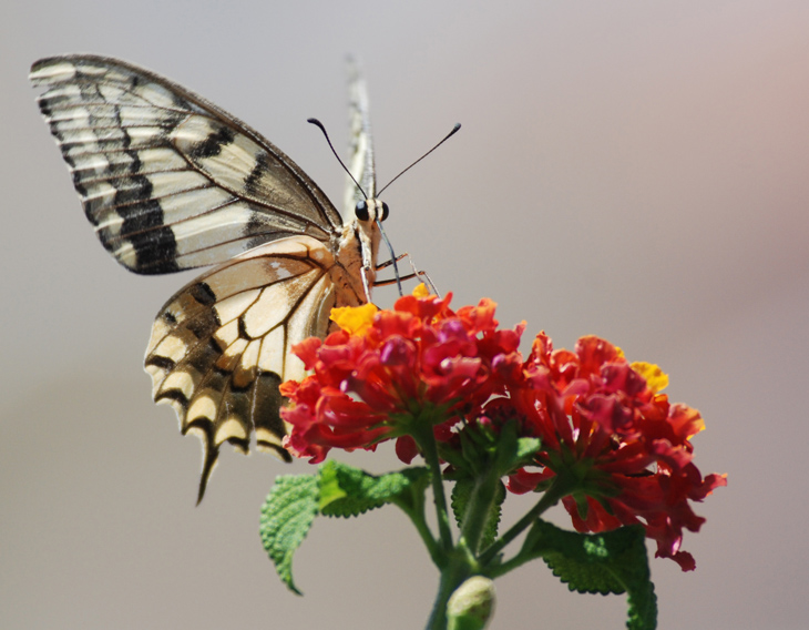 Papilio machaon