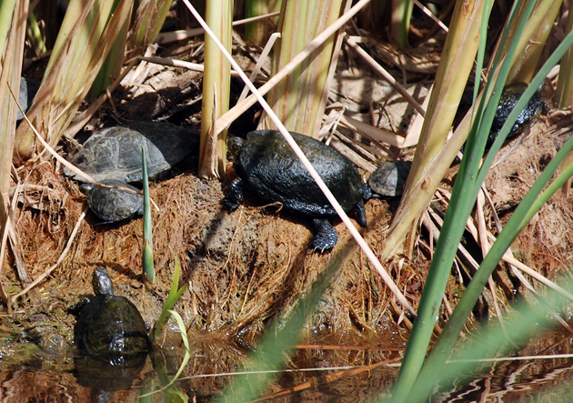 Emys orbicularis