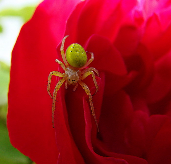 Philodromus e Araniella