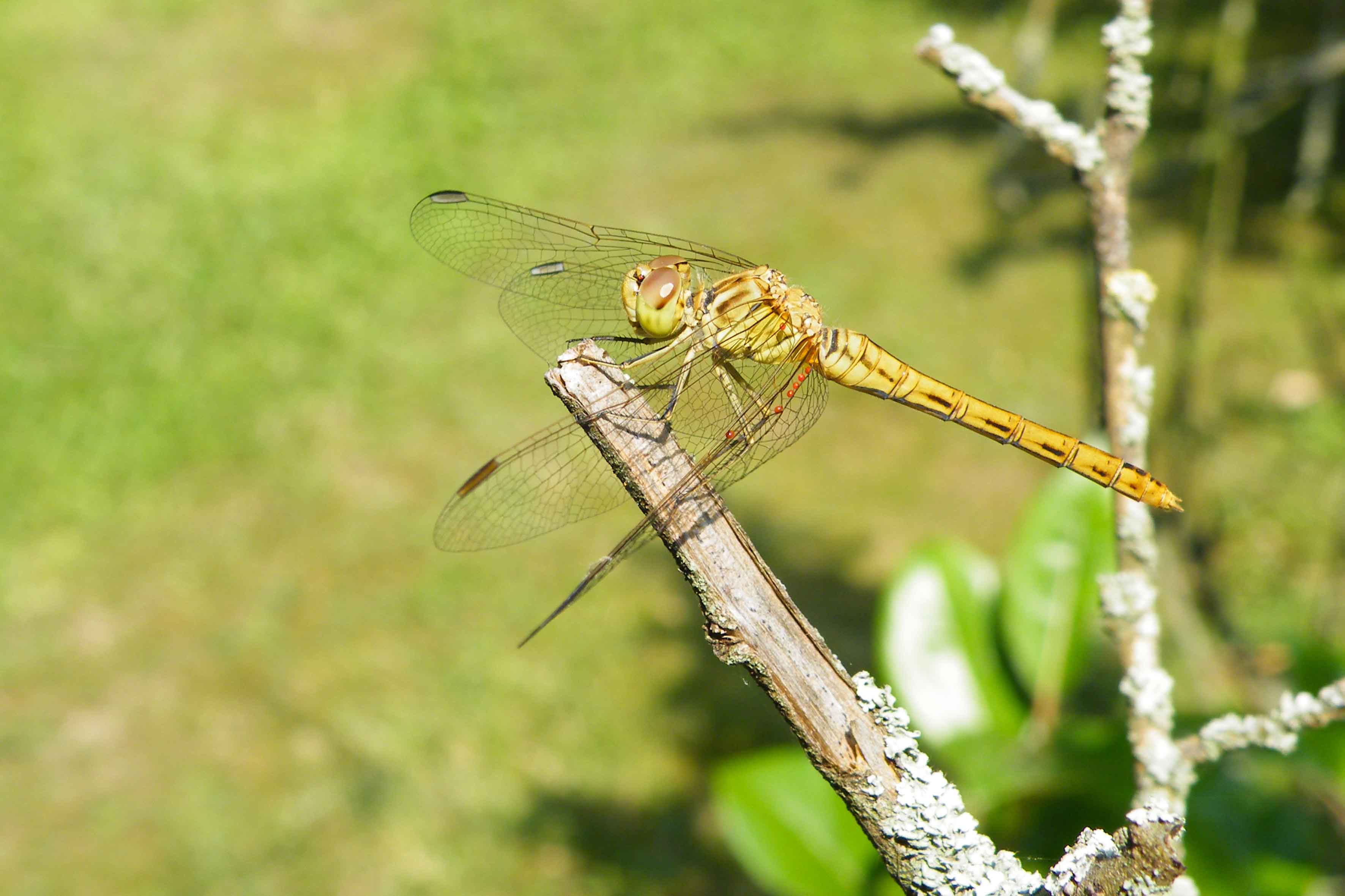 Sympetrum ma quale?