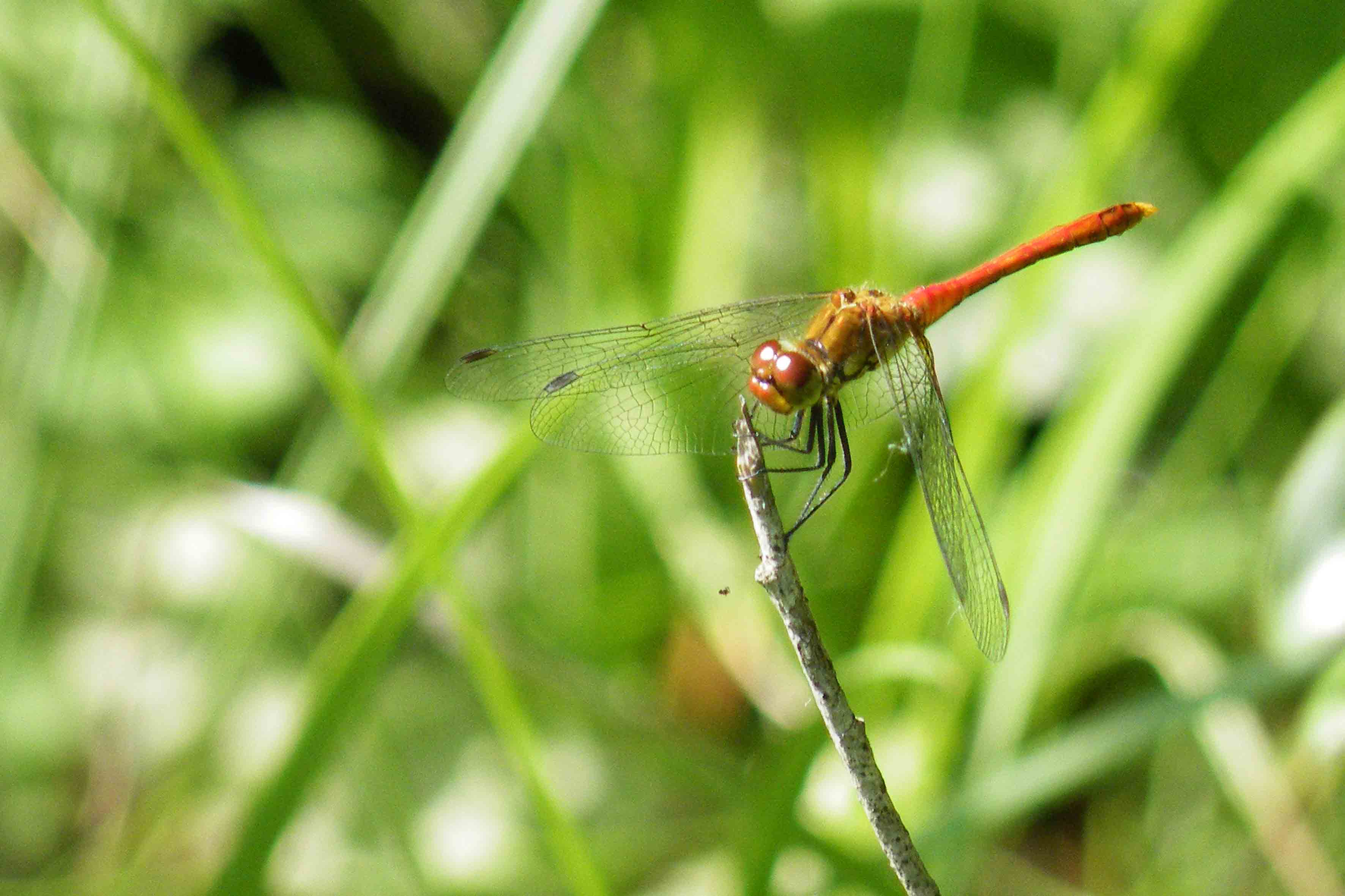 Sympetrum sanguineum?