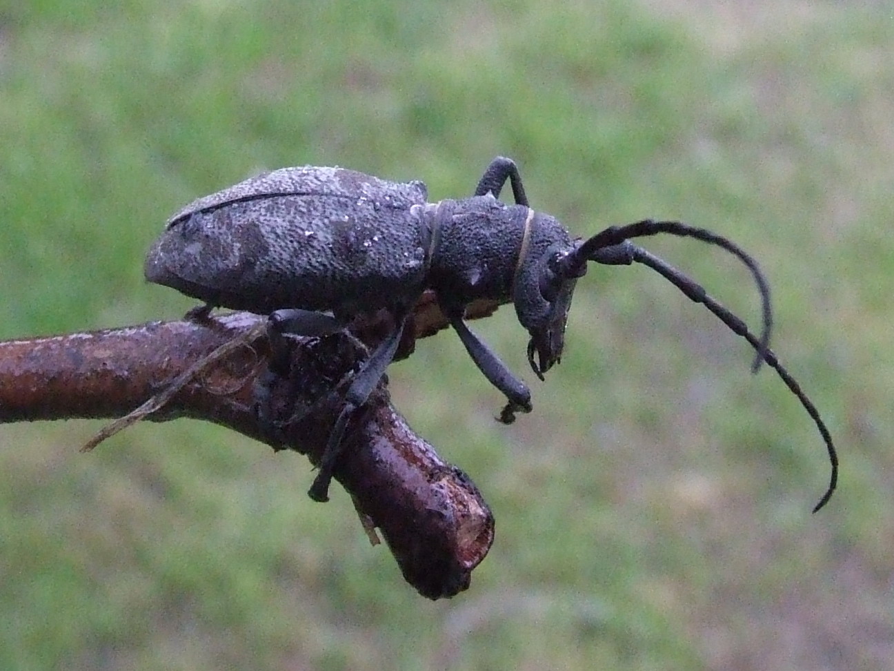 Cerambycidae da determinare: Morimus asper