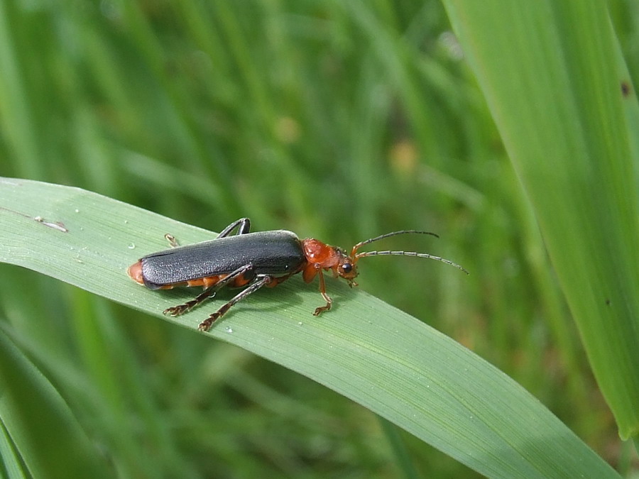 Cantharidae: Cantharis cfr. livida