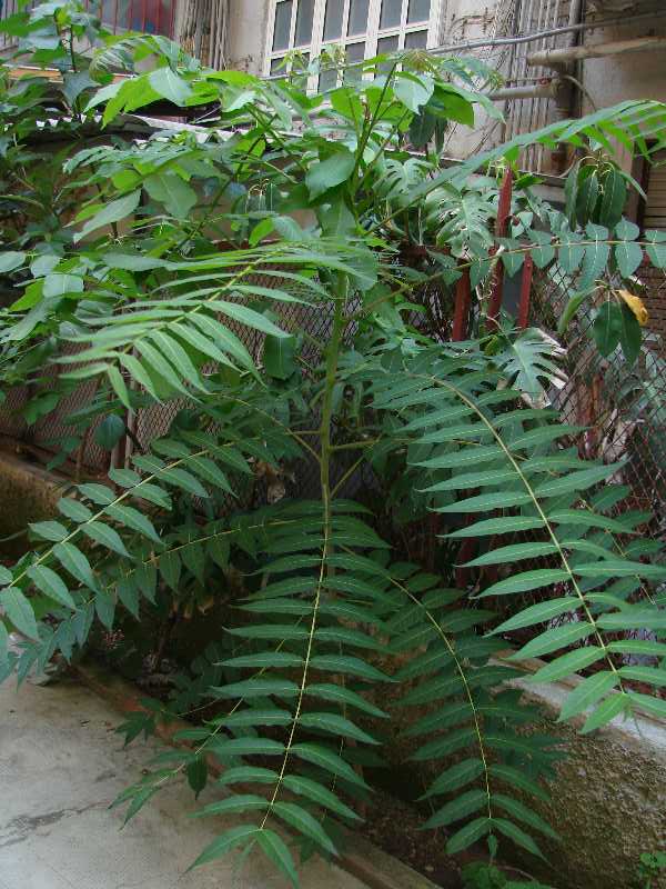 Ailanthus altissima