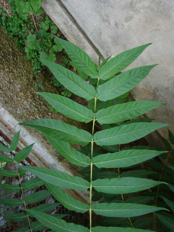 Ailanthus altissima