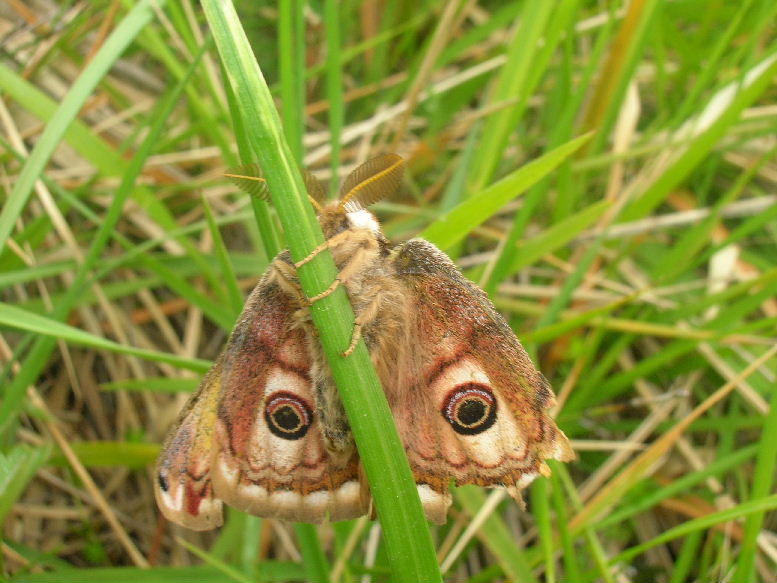 aiuto identificazione!