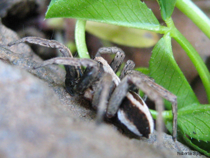 Alopecosa sp. - Lycosidae