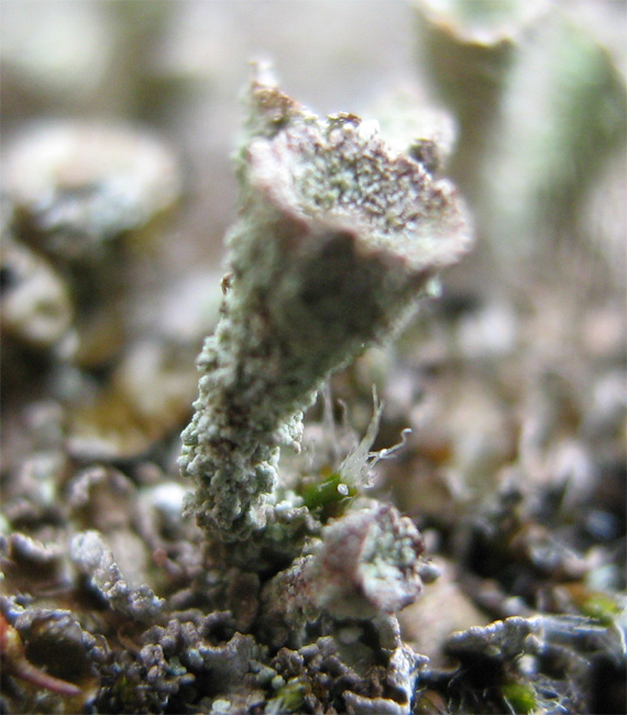 Cladonia pyxidata?