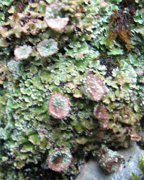 Cladonia pyxidata?