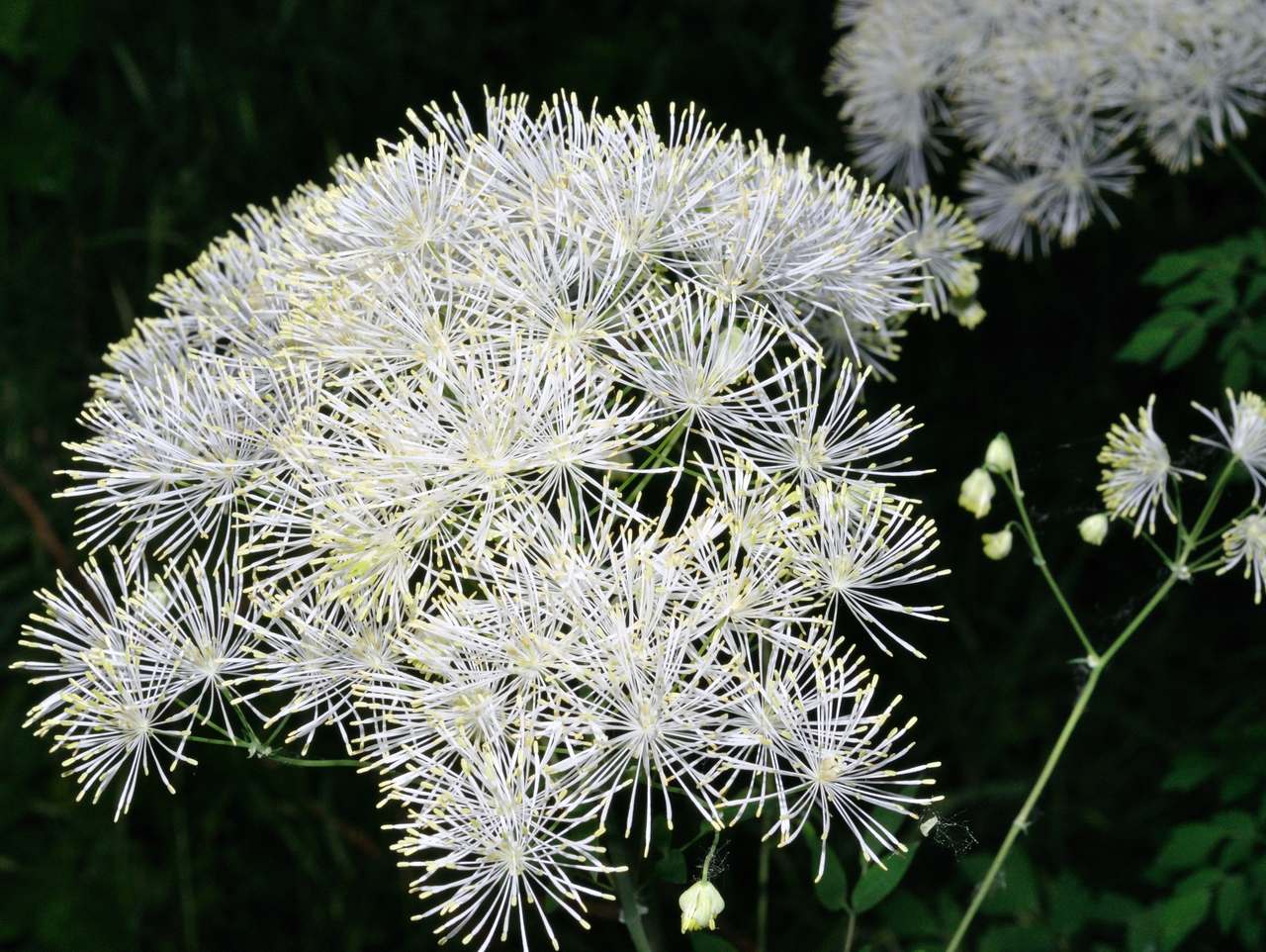 Thalictrum aquilegifolium