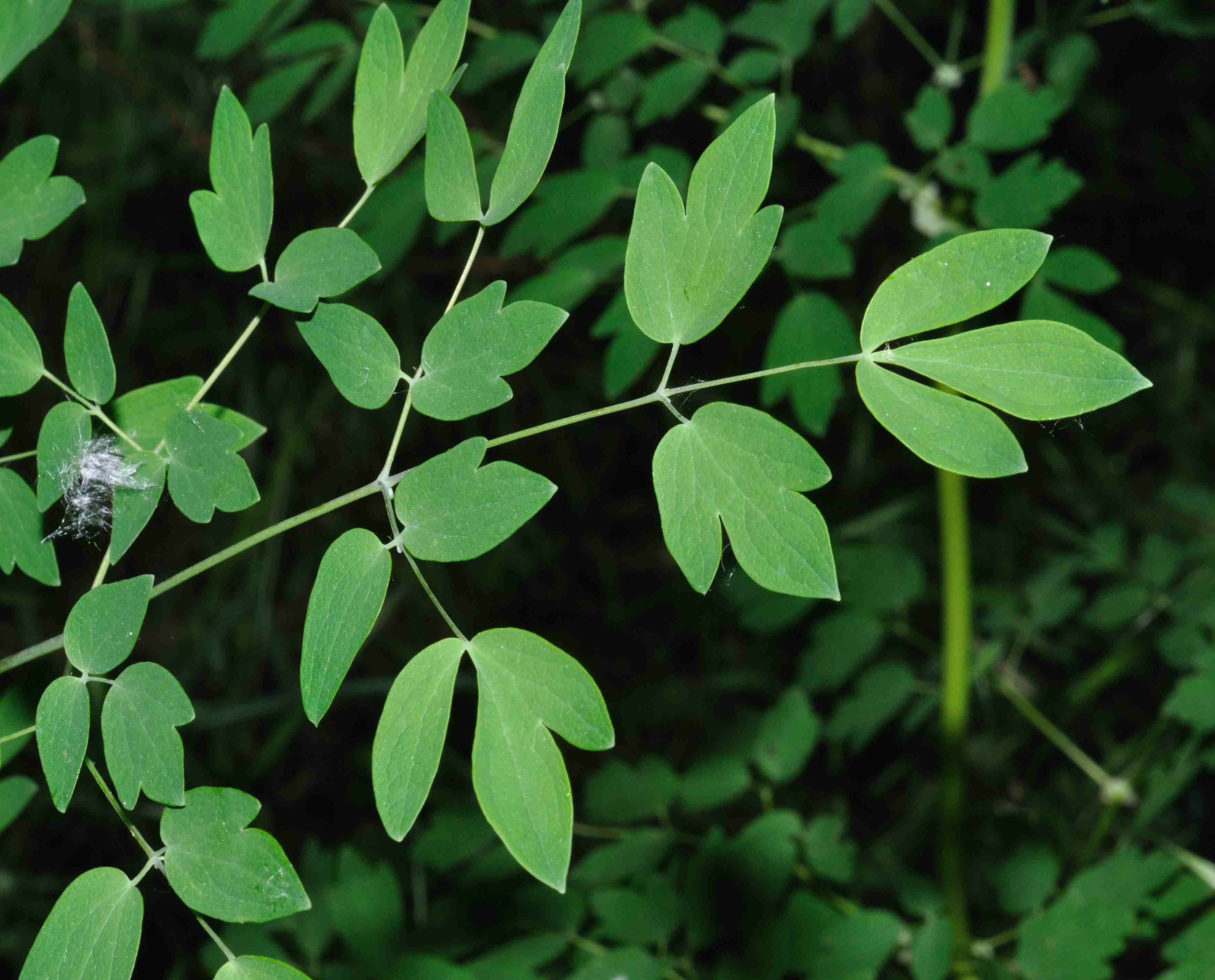 Thalictrum aquilegifolium