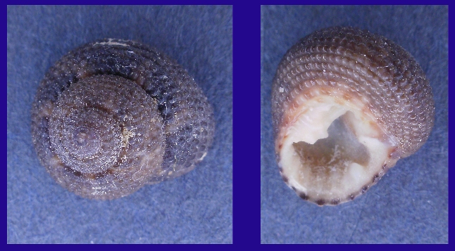 Clanculus sp.