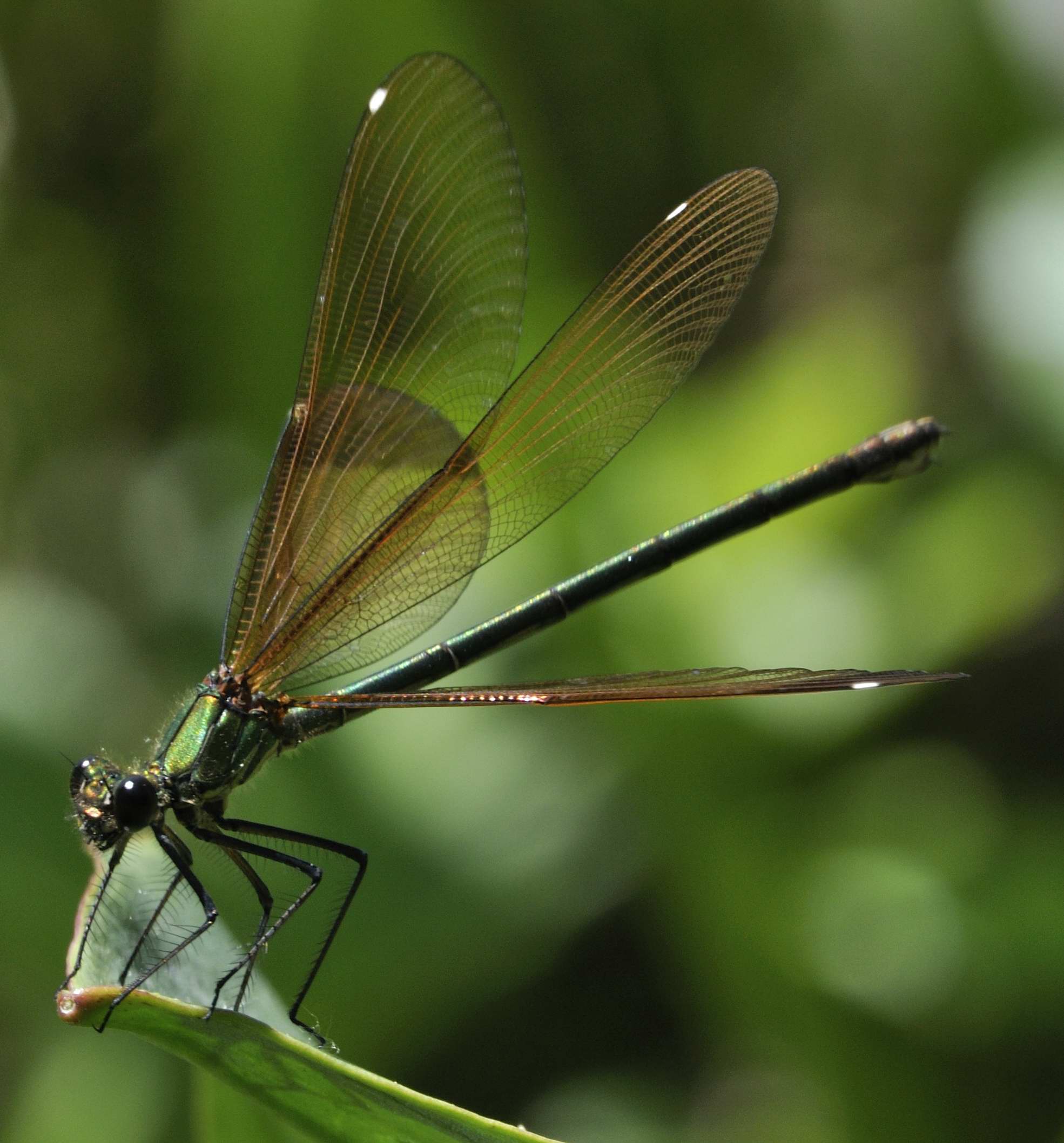 ID Libellula N.2 - Calopteryx haemorrhoidalis (femm.)