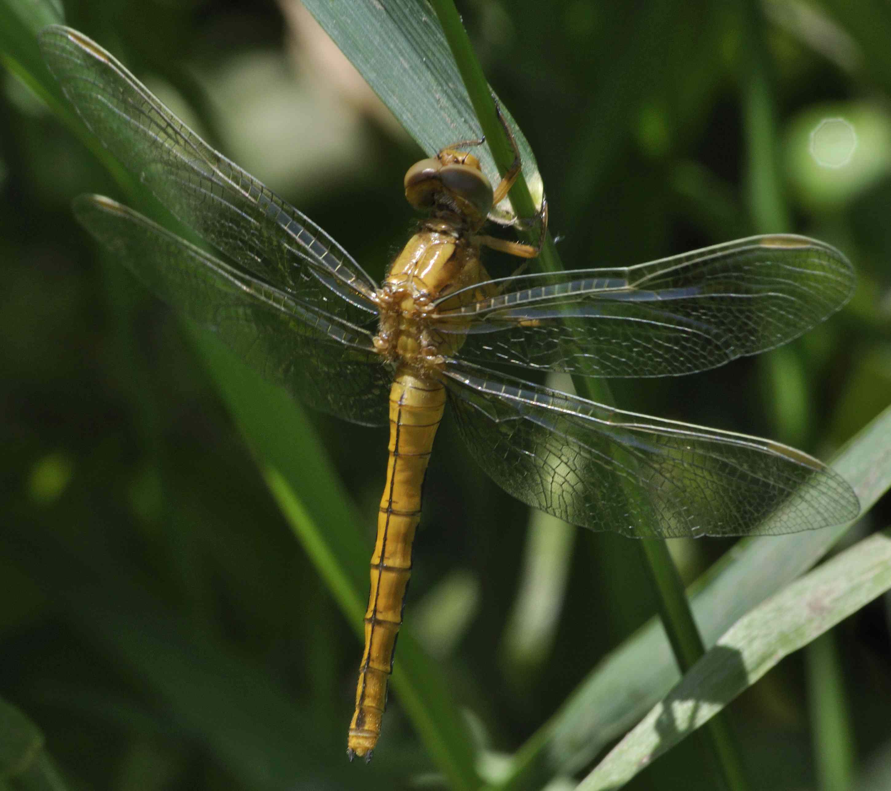 ID Libellula N.1 - Orthetrum coerulescens (femm.)