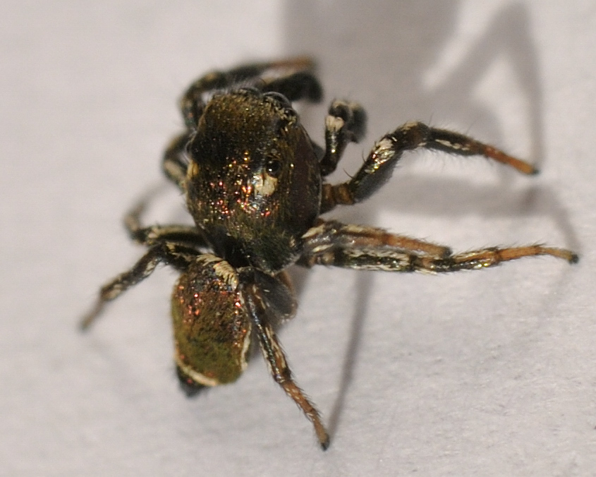 Heliophanus sp.