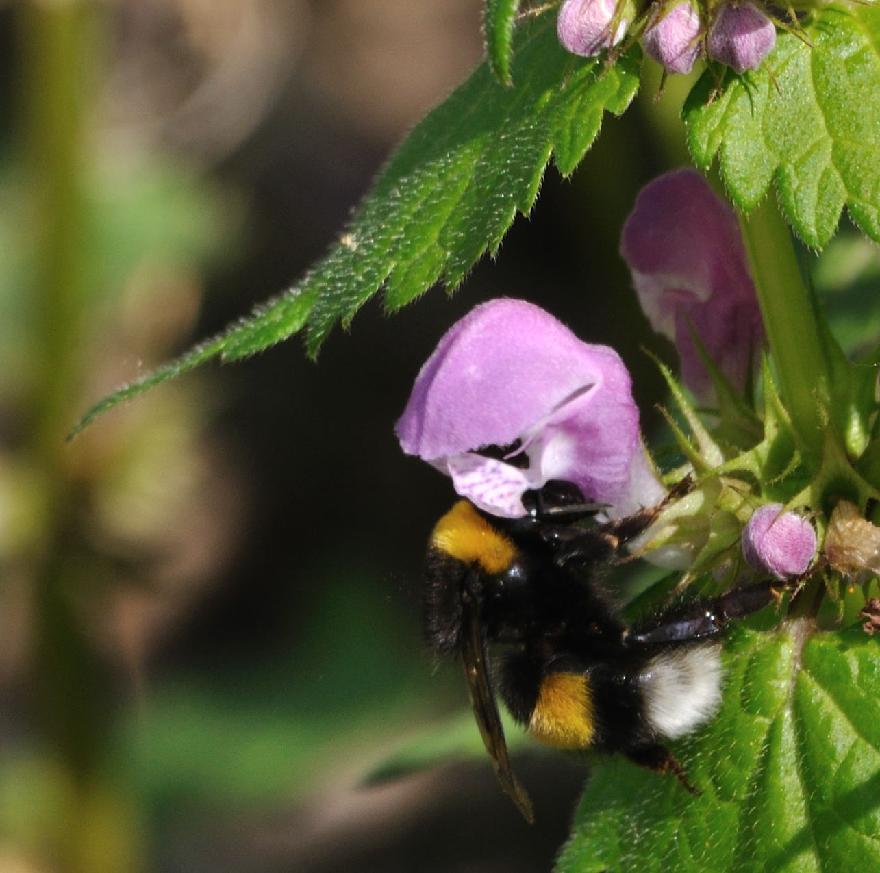 E'' un calabrone? No. Xylocopa e Bombus