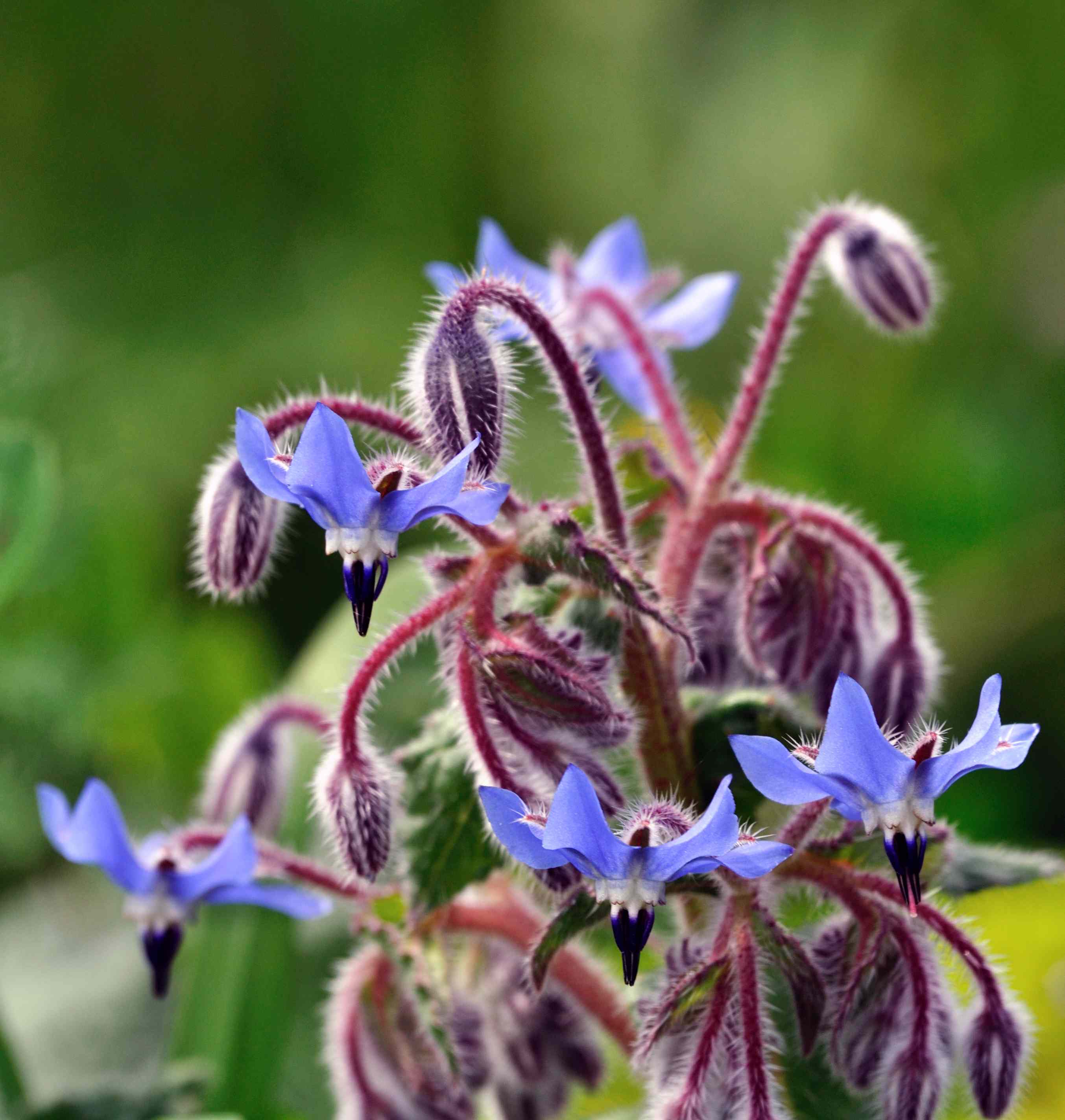 Borago officinalis