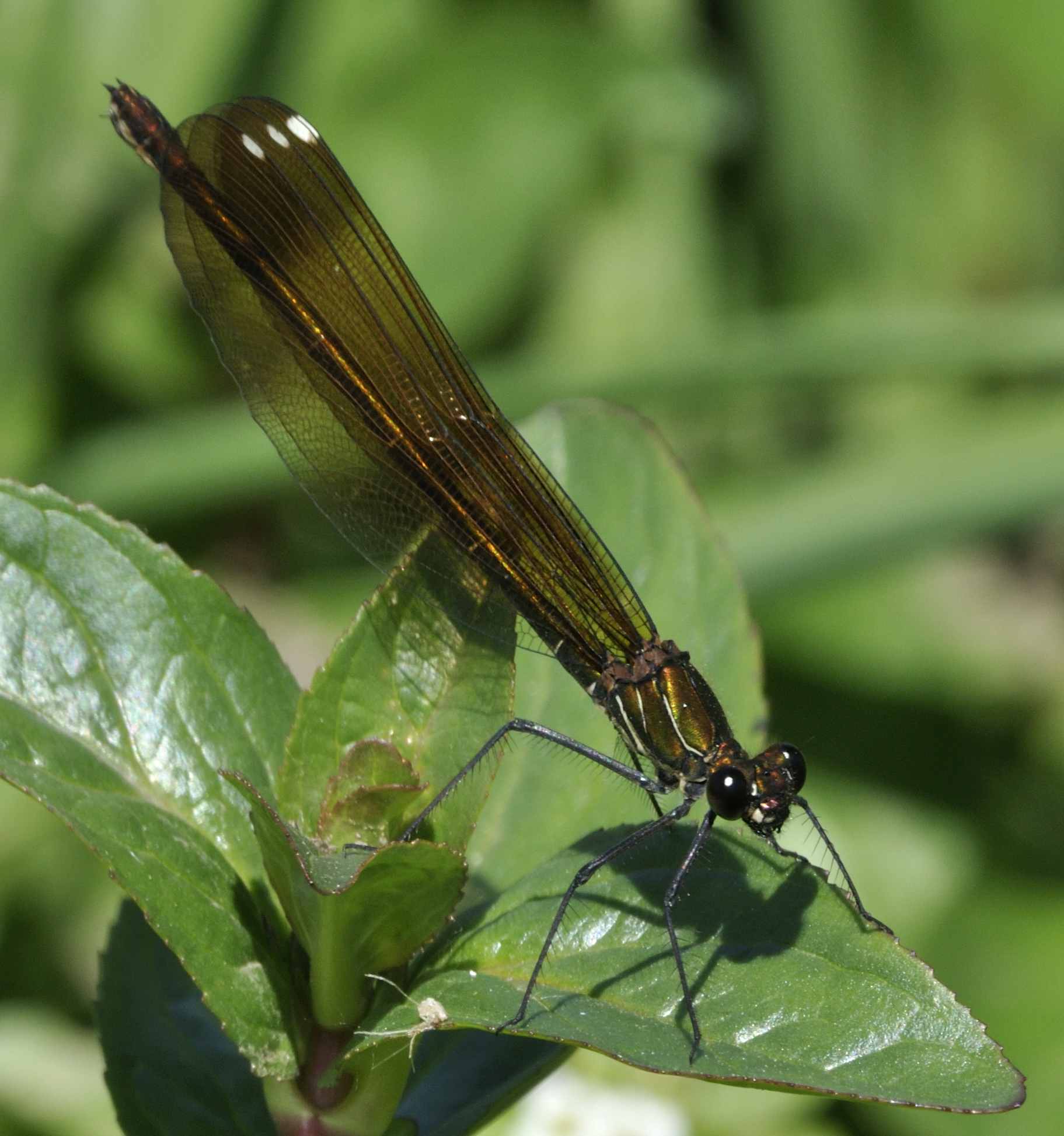 ID Libellula N.4 - Calopteryx haemorrhoidalis (femm.)