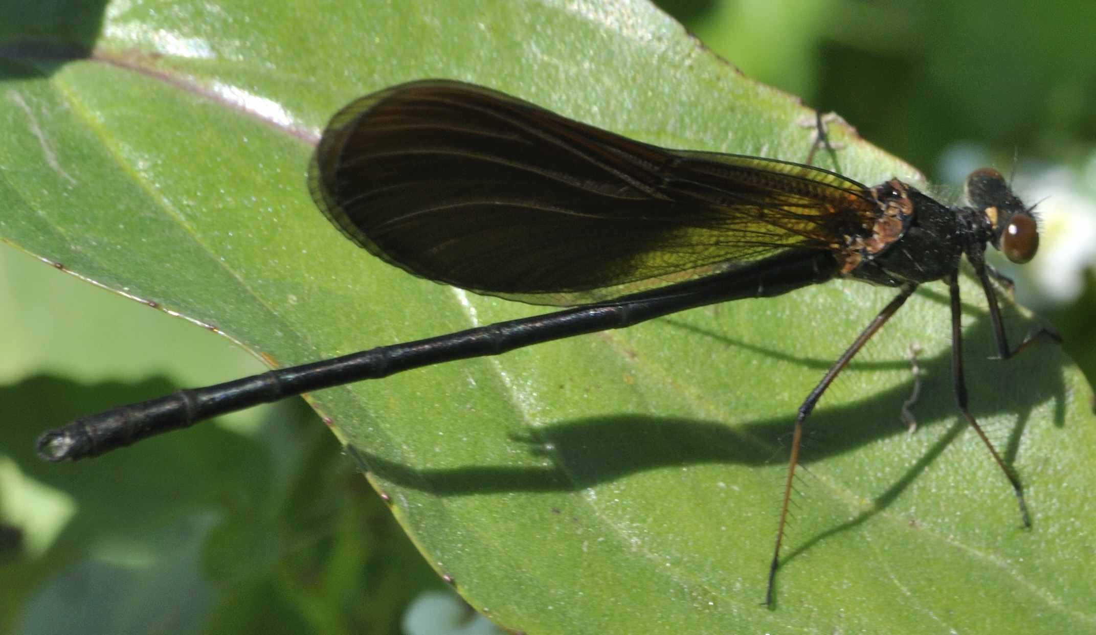 ID Libellula N.3