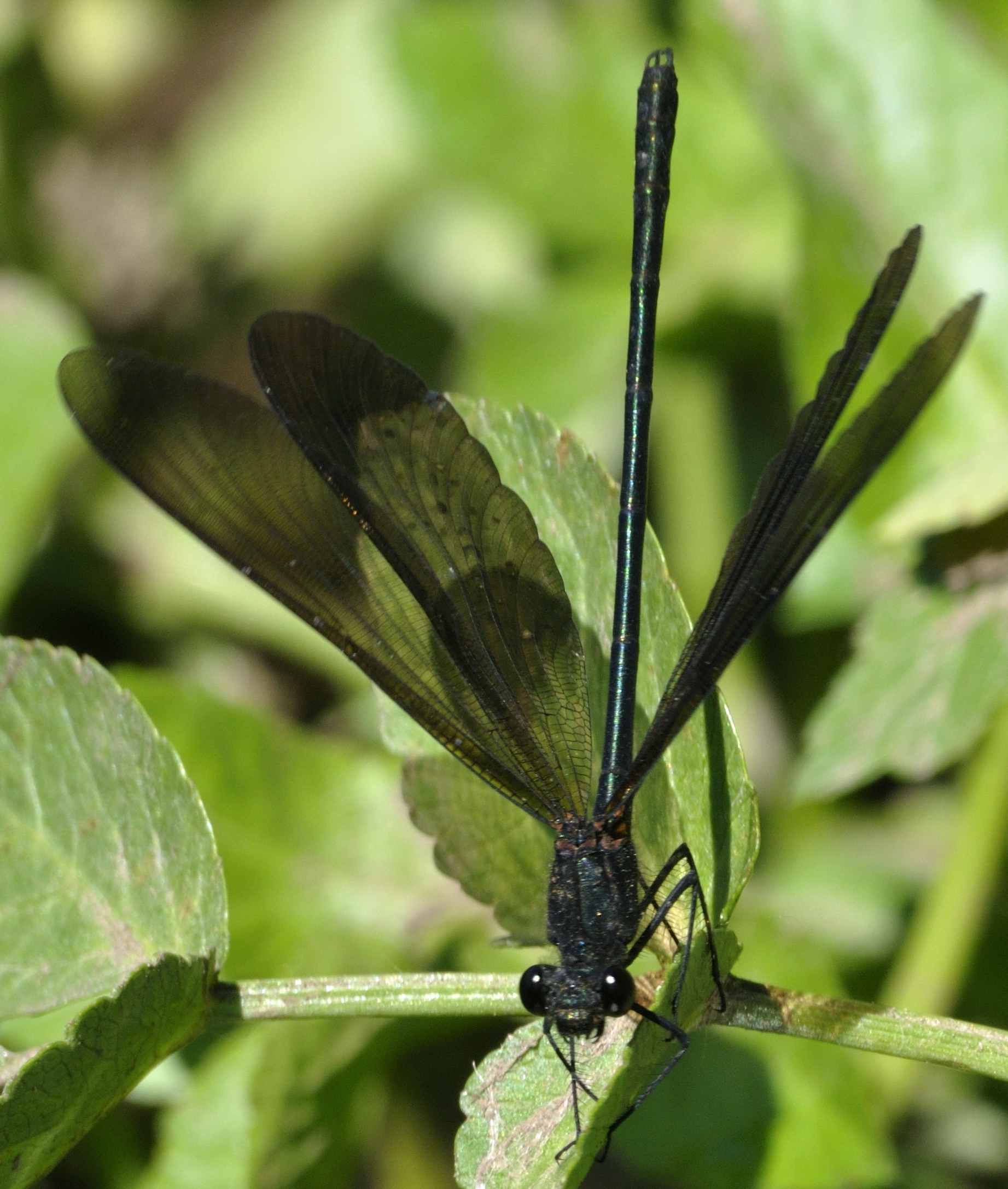 ID Libellula N.3