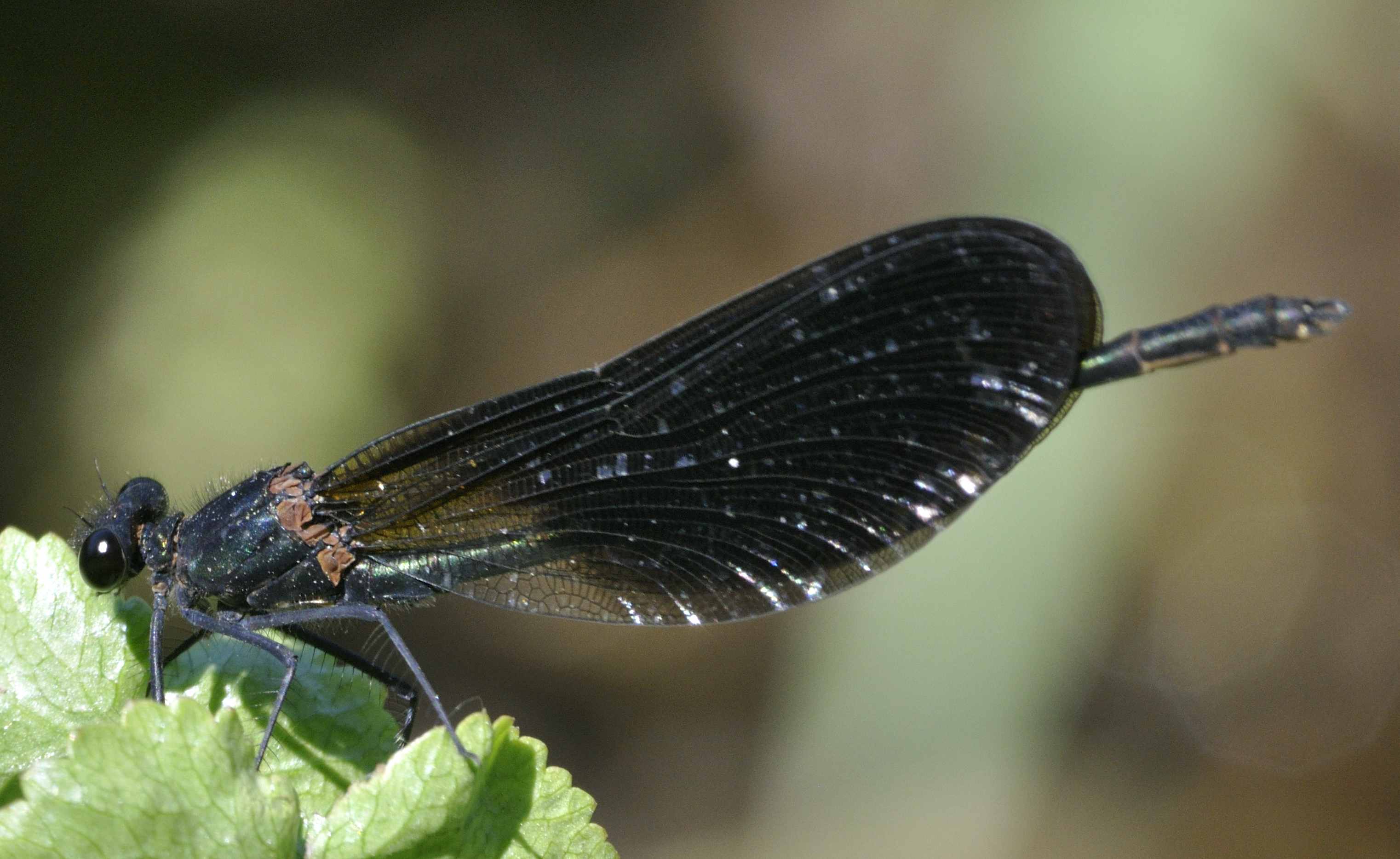 ID Libellula N.3