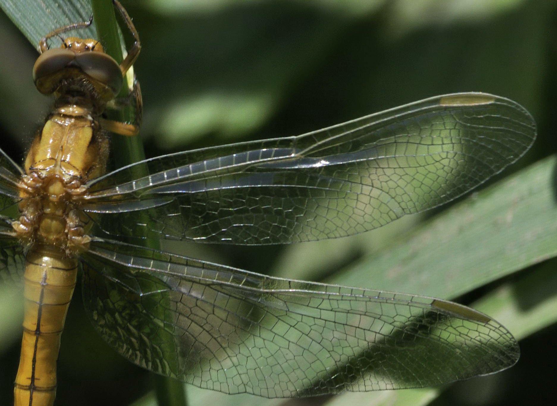 ID Libellula N.1 - Orthetrum coerulescens (femm.)