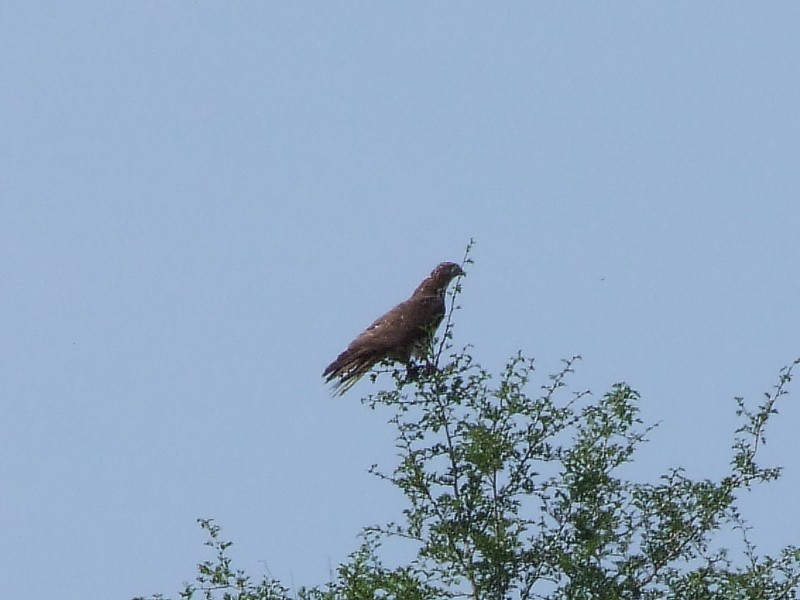 Rapace appenninico