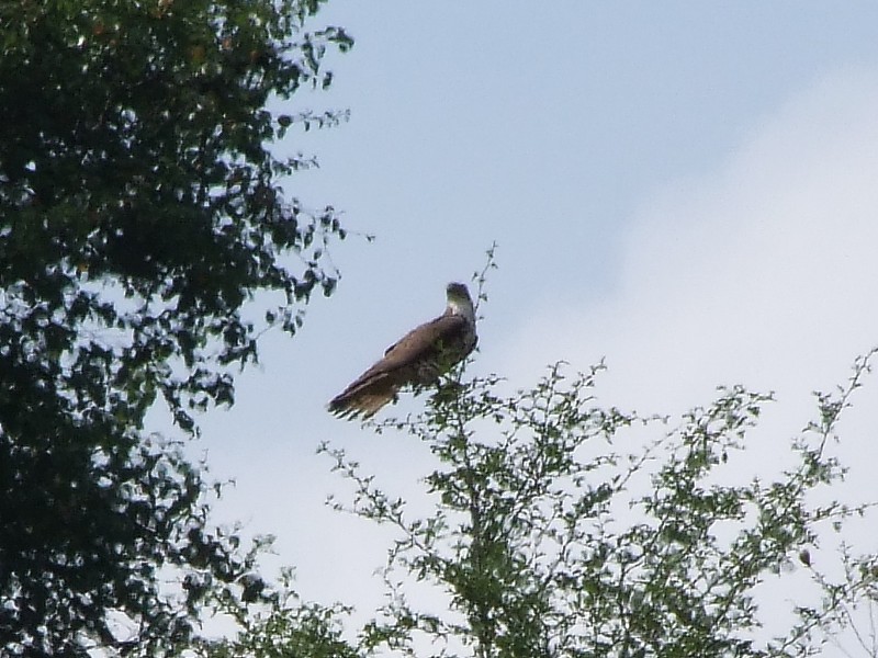 Rapace appenninico