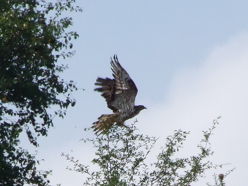 Rapace appenninico