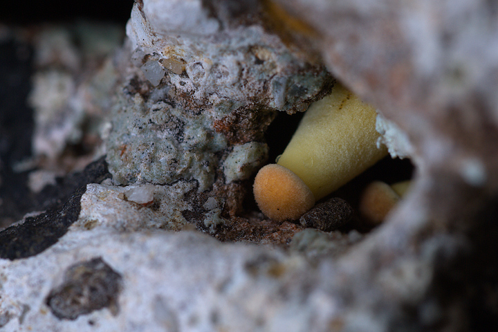 Boletus su roccia calcarea..incredibile!!!!