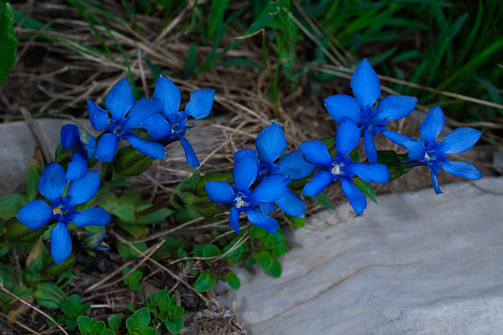 Genziana verna