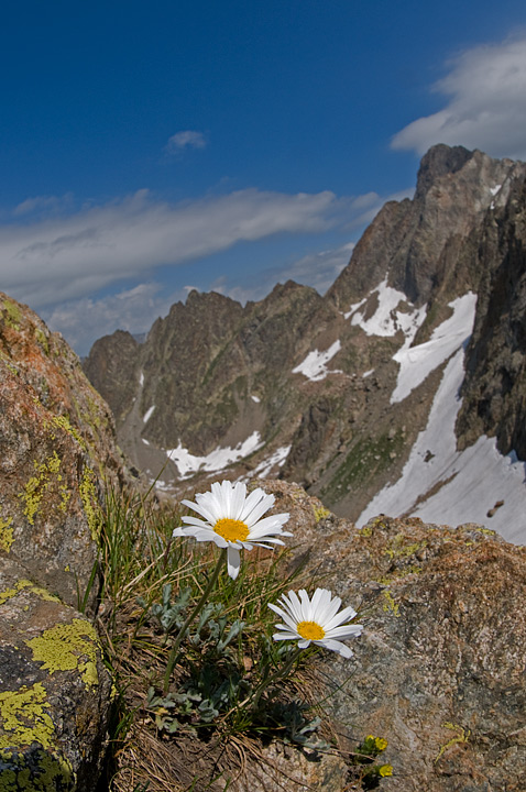 Leucantemopsis alpina