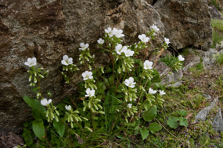 Saxifraga pedemontana / Sassifraga piemontese